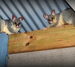 Possum removal Melbourne – roof entry point sealing